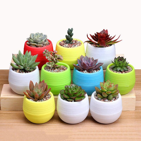 Lovely Colorful Flower Pots