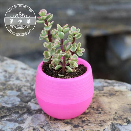 Lovely Colorful Flower Pots