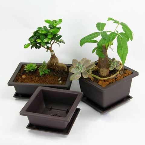 Succulents Flower Pot