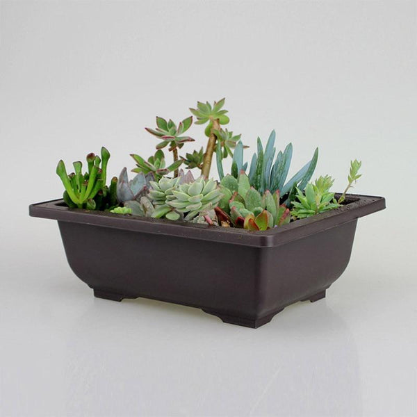 Succulents Flower Pot